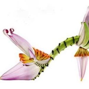 Meet your Posher, Liz